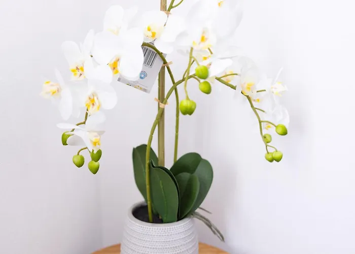 Exclusive Feeling Flat *